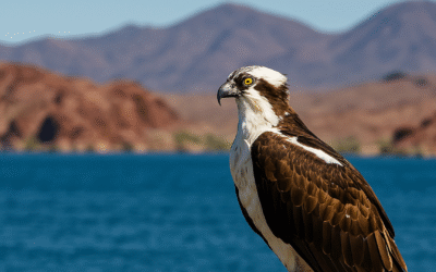 Birdwatching at Black Meadow Landing: A Hidden Gem on Lake Havasu